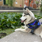 HarnessPup™ Personalized Dog Harness